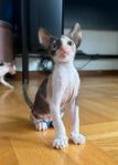 Cornish Rex kattunge Freja