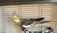 Kiwi 10-11mån gammal nymfparakit ”cookie fågel” 