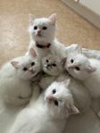 Ragdoll kattungar 