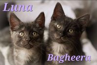 Kattungar 