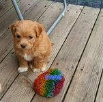 Bichon havapoo / maltipoo