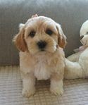 Bichon havapoo / maltipoo