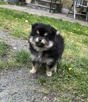 Pomchivalp hane