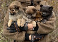Pomchi valpar 8 veckor 