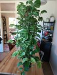 Marble Queen - Pothos (Gullranka)