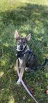 Snäll och barnvan hund söker nytt hem – Debra