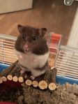 Guldhamster inkl. tillbehör 