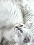 Ragdoll leveransklar