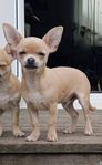 Chihuahuahane SKK-reggad