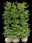 avenbokshäck (plantor)