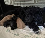 COCKERPOO/pudel