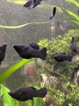Black Molly & Jättevalisneria.  Fisk, akvarie, växter