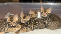 Bengal kattungar med stamtavla