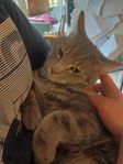 Hankatt snart 7mån