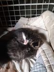 kattunge