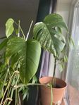 Monstera Variegata Thai Constellation Cuttings