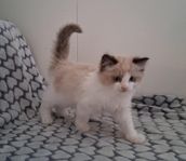 Ragdollblandning