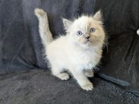 Ragdoll kattungar! 