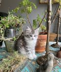 Maine Coon