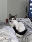 kattunge 