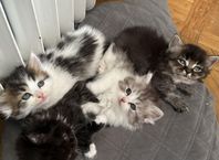 kattungar ragdoll/sibirisk