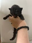 Ragdoll/Brittisk korthår mix