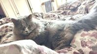 katt
