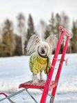 Chinese Crested 