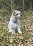 Chinese crested pp-hane