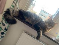 Två katter