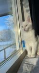 Hona katt