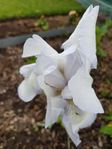 Perenn Iris germanica 'English Cottage'