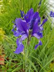 Perenn Iris Sibirica - Strandiris