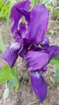 Perenn Dvärgiris "Pumila"