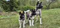 omplacering av 2 valpar med mamma American Akita rasrena