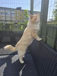 Ragdoll hane okastrerad (malmö) 