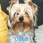 Yorkshire terrier valpar