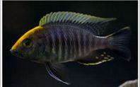 Malawi ciklider f1