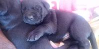 labrador valpar