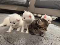 underbara kattungar till salu!
