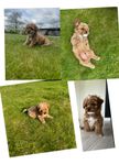 Cavapoo valpar