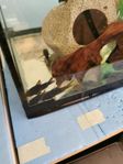 Black corydorad