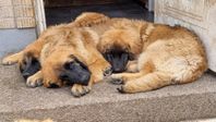 Leonberger valpar