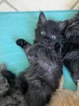 kattungar