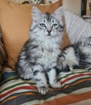 Sibirisk kattunge stambokförd i Sverak