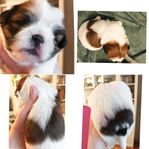 Bichon havanais/ Shih tzu
