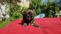 Bichon havanais/ Shih tzu