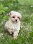 Maltipoo