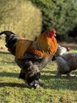 Ungtupp söker nytt hem – 75 % Brahma / 25 % Wyandotte