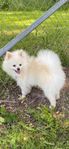 Pomeranian hane till AVEL
